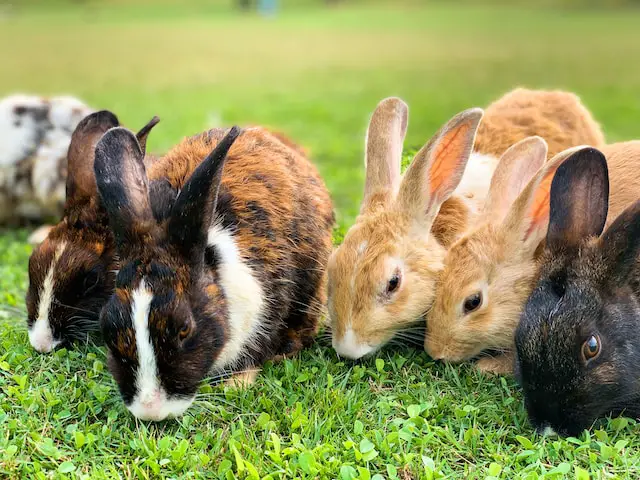 how to adopt a rabbit ireland
