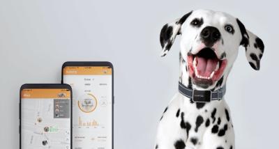 PawFit Discount Code: RAI6SA to get 10% off
